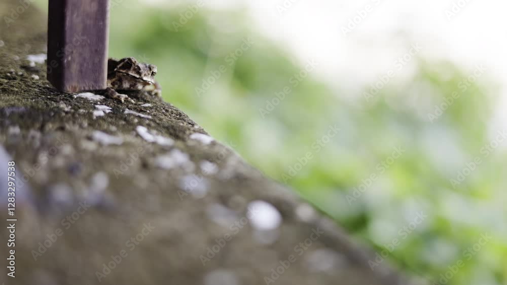 The large frog hiding behind the pole. The large frog hiding behind the pole.