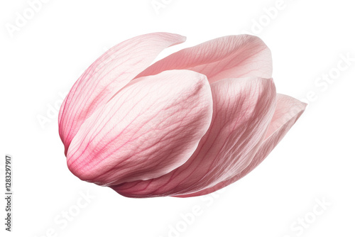 Flying pink magnolia blossoms in soft motion, cut out