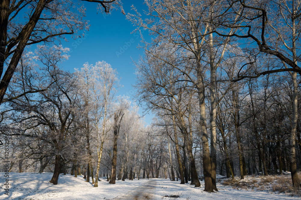Winter landscape, trees covered with snow and frost. Sunny weather in winter, walk in the forest.