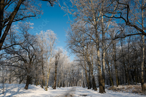 Obraz na płótnie Winter landscape, trees covered with snow and frost. Sunny weather in winter, walk in the forest.
w salonie