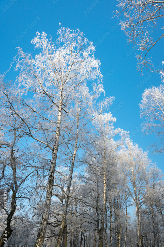 Winter landscape, trees covered with snow and frost. Sunny weather in winter, walk in the forest.
Winter landscape, trees covered with snow and frost. Sunny weather in winter, walk in the forest.