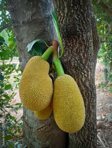 Artocarpus heterophyllus