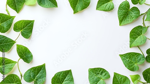 Green Leaves Frame on White Background