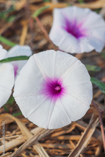 Close-Up of Kangkong Flower with Purple Center and Petals photo