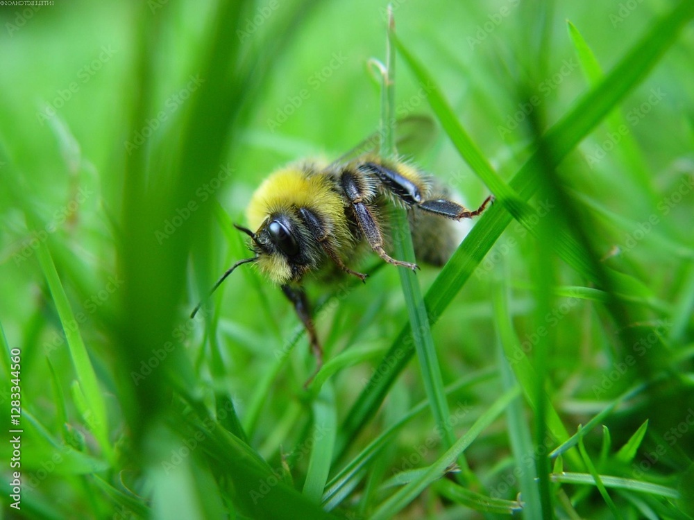 Honey bee, wasp or hornet close view. Insect in the natural habitat Honey bee, wasp or hornet close view. Insect in the natural habitat