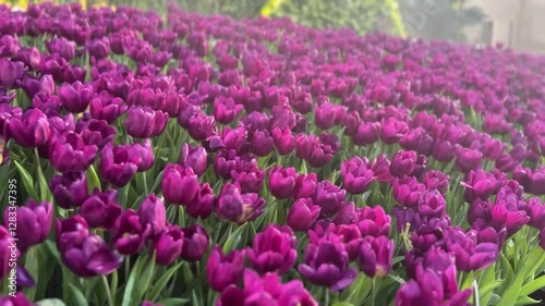 Wallpaper Mural Deep purple tulips blooming with velvety petals and green stems, surrounded by lush foliage in a vibrant garden.
 Torontodigital.ca