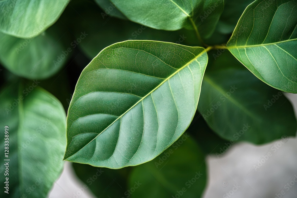 Green Leaves Close Up Minimalist Style Soft Lighting Nature Decor Houseplant Fiddle Fig Tree Green Leaves Close Up Minimalist Style Soft Lighting Nature Decor Houseplant Fiddle Fig Tree