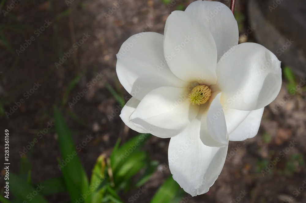 white Magnolia denudata (Yulan Magnolia) blooming flower.Closeup, top view photo outdoors. Gardening,landscaping, planting magnolia tree concept. Free copy space. white Magnolia denudata (Yulan Magnolia) blooming flower.Closeup, top view photo outdoors. Gardening,landscaping, planting magnolia tree concept. Free copy space.