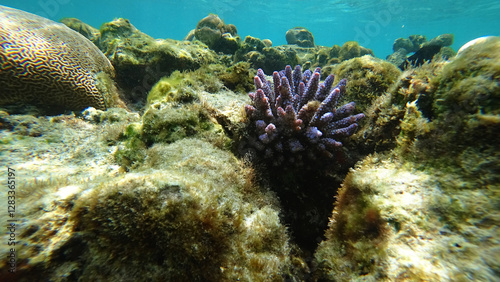 Obraz na płótnie Vibrant purple coral thriving amidst a rich ecosystem of rocks and algae, showcasing the colorful diversity of marine life on a stunning tropical reef w salonie