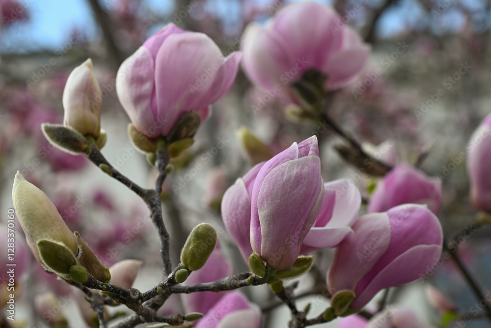Gros plan sur des fleurs de magnolia
