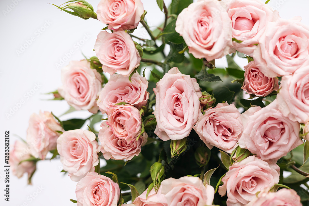 Close-up, bouquet of small pink roses on a white background.