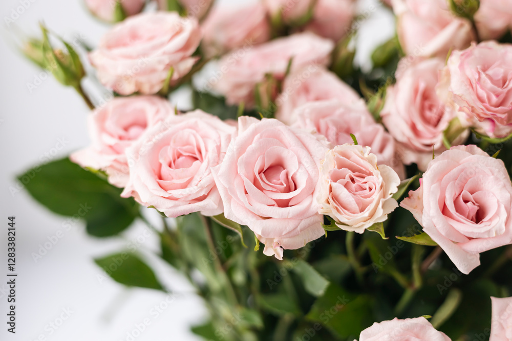 Close-up, bouquet of small pink roses on a white background. Close-up, bouquet of small pink roses on a white background.