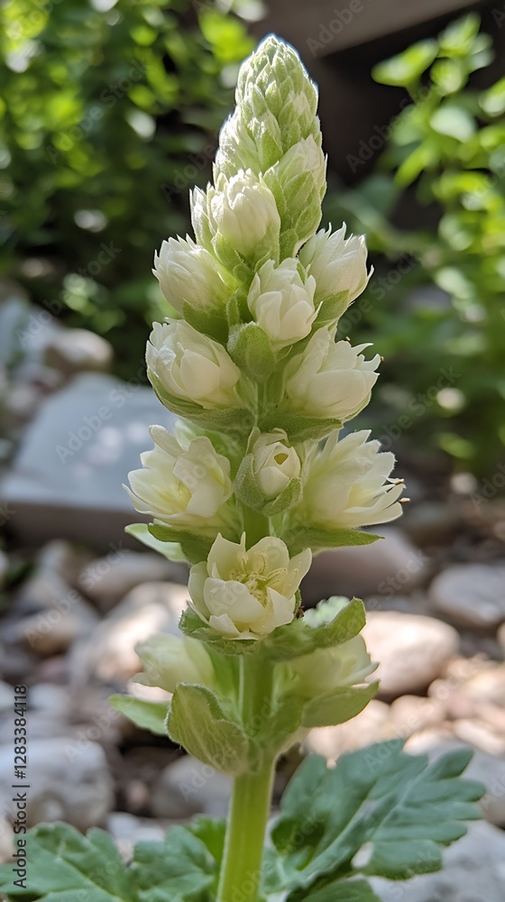 White flower stalk in garden, sunlight, stones White flower stalk in garden, sunlight, stones