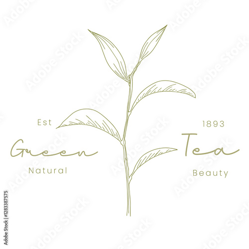 Hand-Drawn Green Tea Skincare Logo Organic Beauty Branding