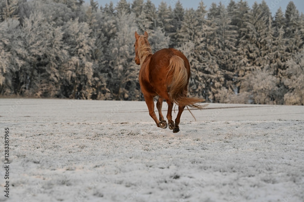 Pure Lebensfreude. Pferd läuft frei über schneebedeckte Wiese am Waldrand Pure Lebensfreude. Pferd läuft frei über schneebedeckte Wiese am Waldrand