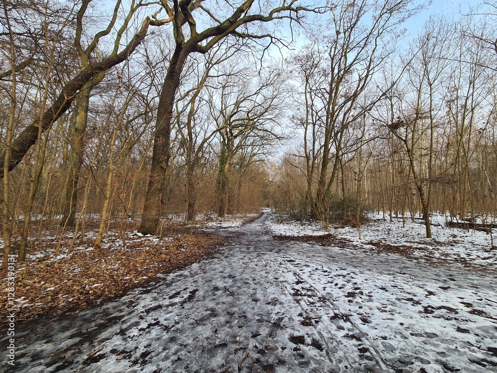 Plänterwald Forest with Melting Snow in Berlin Treptow/Köpenick Plänterwald Forest with Melting Snow in Berlin Treptow/Köpenick