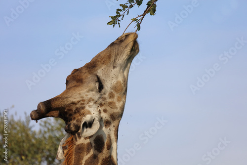 Canvas Print Giraffe / Giraffe / Giraffa camelopardalis