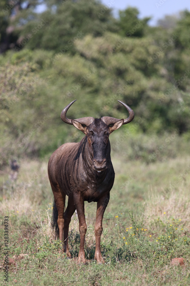 Streifengnu / Blue wildebeest / Connochaetes taurinus Streifengnu / Blue wildebeest / Connochaetes taurinus