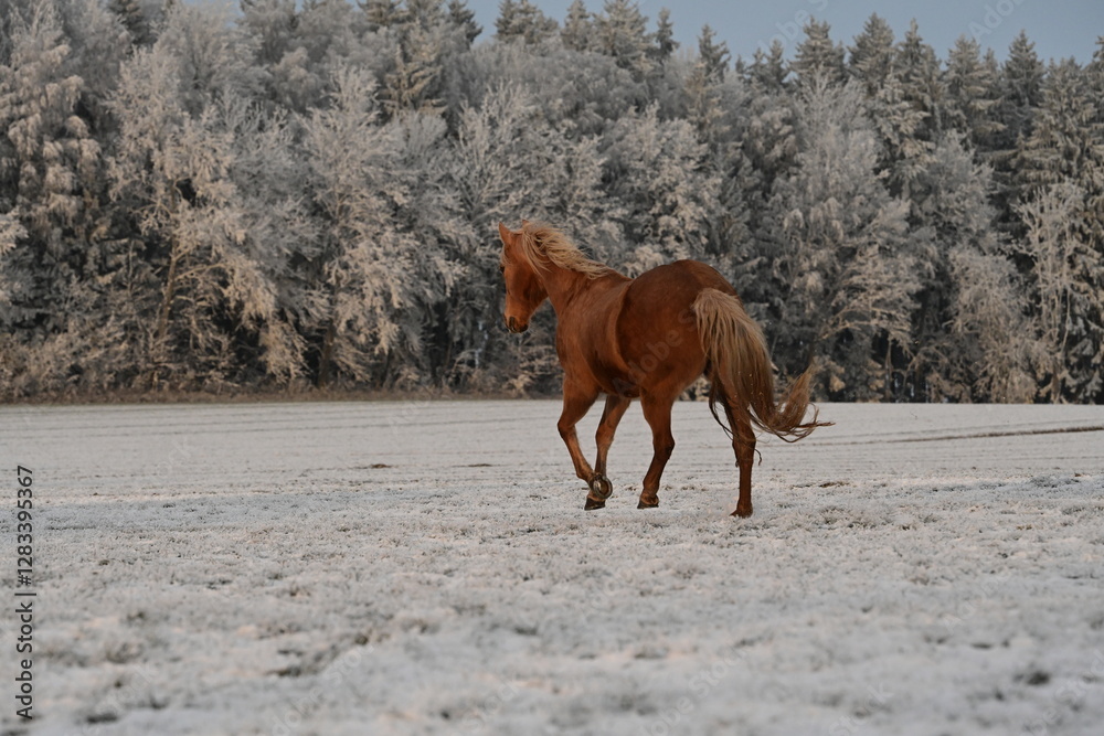Pure Lebensfreude. Pferd läuft frei über schneebedeckte Wiese am Waldrand