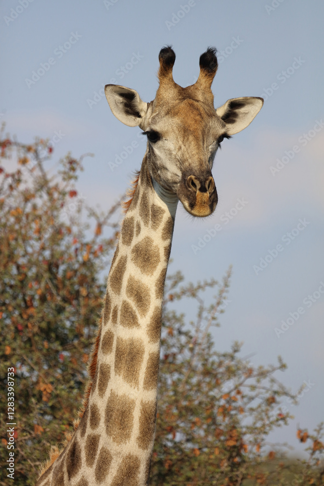 Fototapeta premium Giraffe / Giraffe / Giraffa camelopardalis