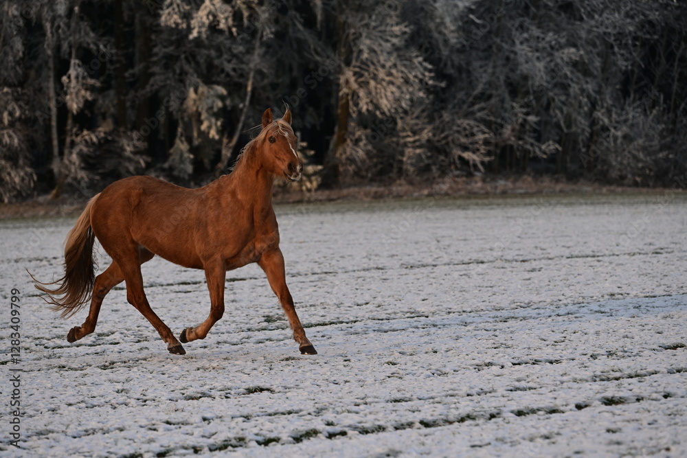 Pure Lebensfreude. Pferd läuft frei über schneebedeckte Wiese am Waldrand Pure Lebensfreude. Pferd läuft frei über schneebedeckte Wiese am Waldrand