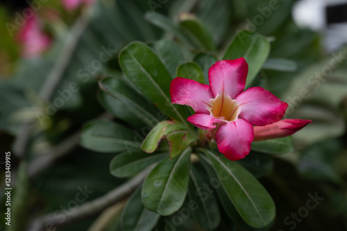 A close-up picture of a bright red flower. Desert Rose, adenium obesum, Japanese frangipani. Exotic tropical flower in red, magenta, or pink color