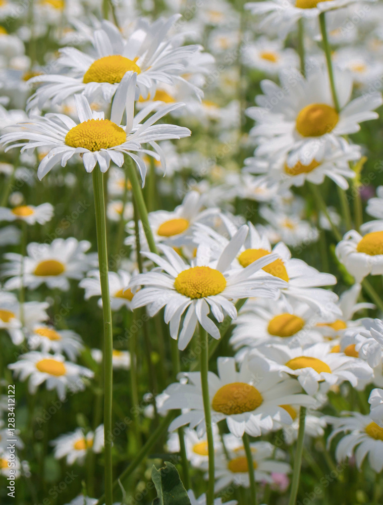 daisies in the field daisies in the field