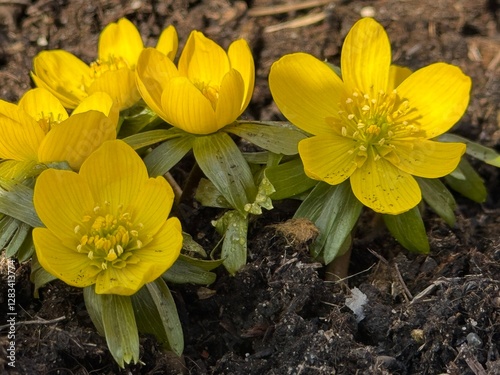 Makro von Winterlingen photo