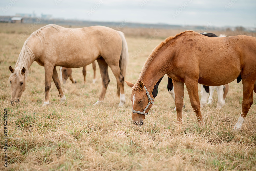Graceful horses roaming freely across open plains, freedom embodied in every movement, freedom and connection to untouched landscapes perfect for wildlife themes Graceful horses roaming freely across open plains, freedom embodied in every movement, freedom and connection to untouched landscapes perfect for wildlife themes