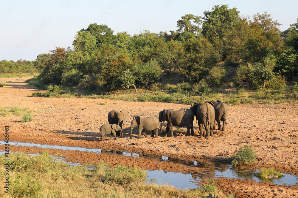 Obraz premium Afrikanischer Elefant / African elephant / Loxodonta africana