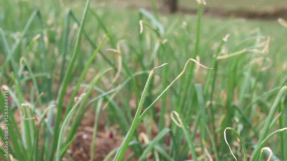 shallot plants (Allium cepa var. aggregatum
L.) planted on agricultural land shallot plants (Allium cepa var. aggregatum
L.) planted on agricultural land
