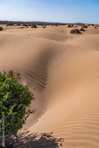 The sand dunes near Essaouira Morocco Africa  photo