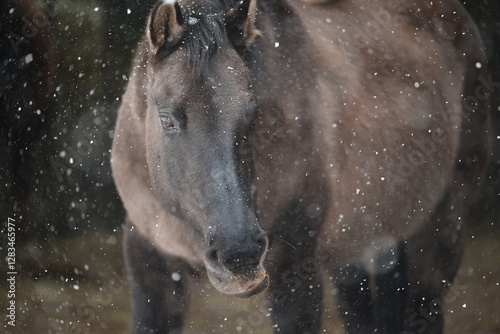 Schneepferd. Dunkles graues Pferd im Schneefall. Portrait photo