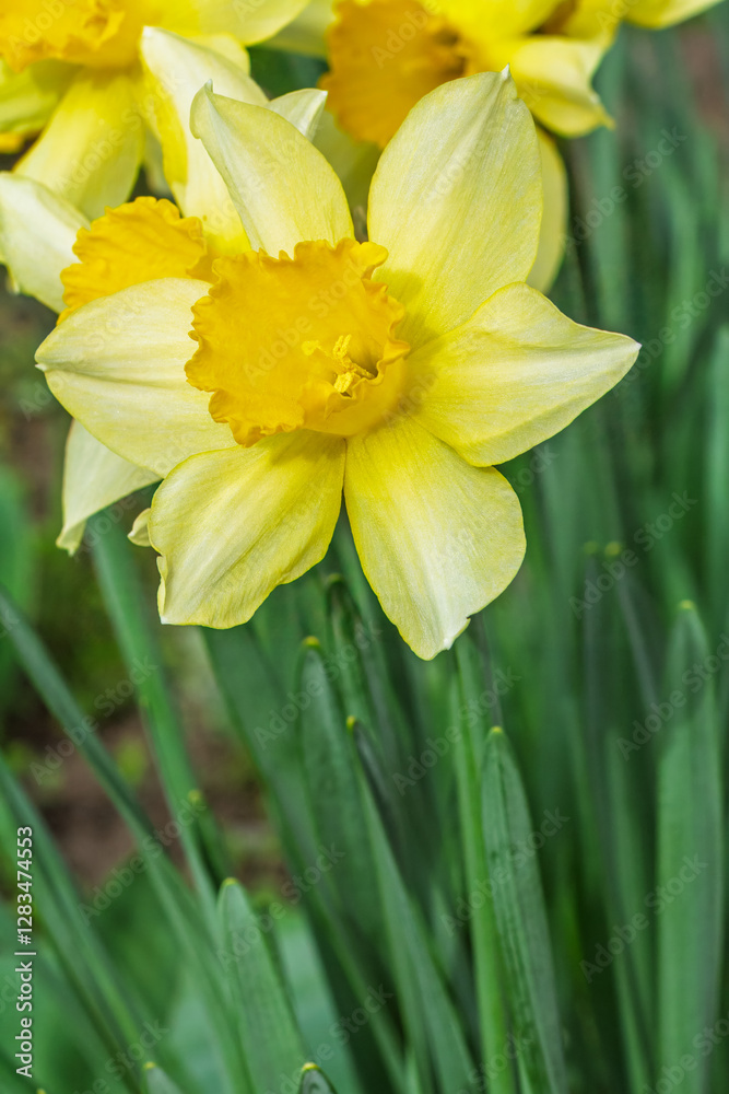 Beautiful flower of yellow daffodil growing in the garden. Beautiful flower of yellow daffodil growing in the garden.