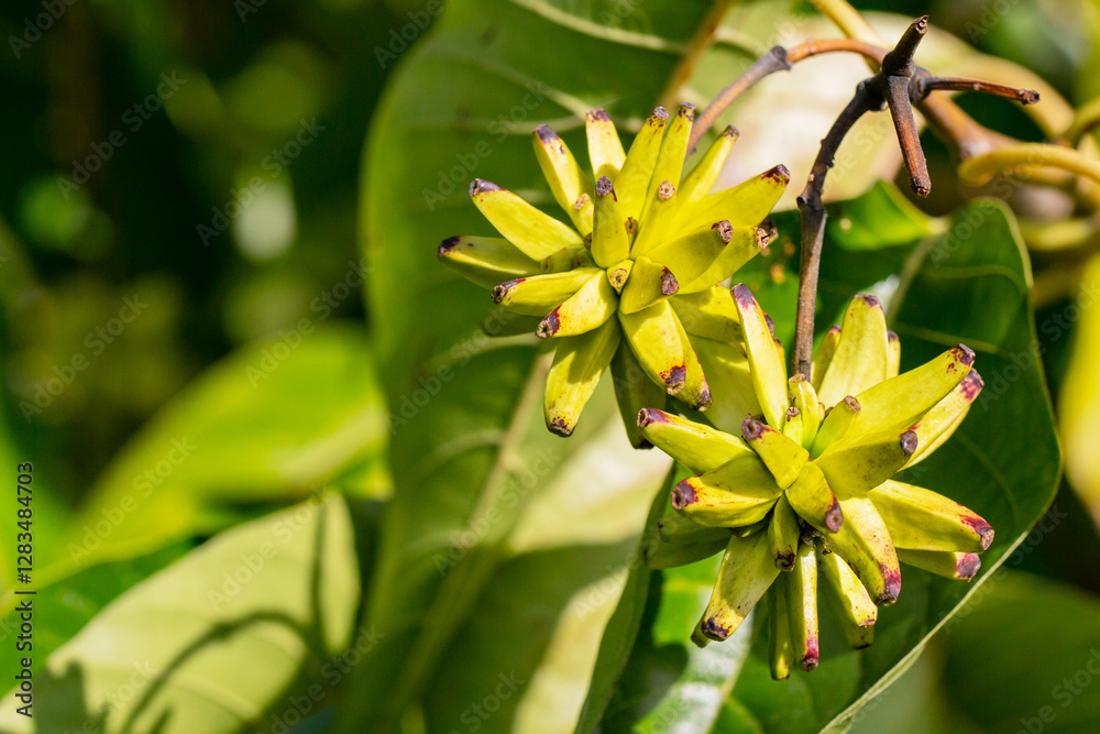 Obraz premium Happy tree (Camptotheca acuminata) close up. Called Cancer tree and Tree of life also. The fruits look like small bananas.
