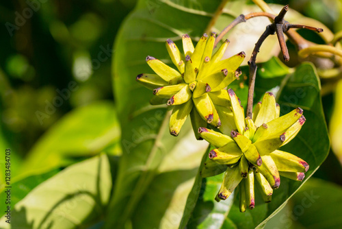 Happy tree (Camptotheca acuminata) close up. Called Cancer tree and Tree of life also. The fruits look like small bananas. photo