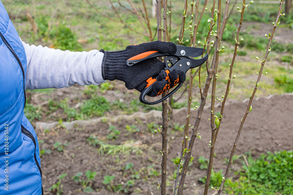 Obraz premium Female gardener with a pruner shears the plum tree.