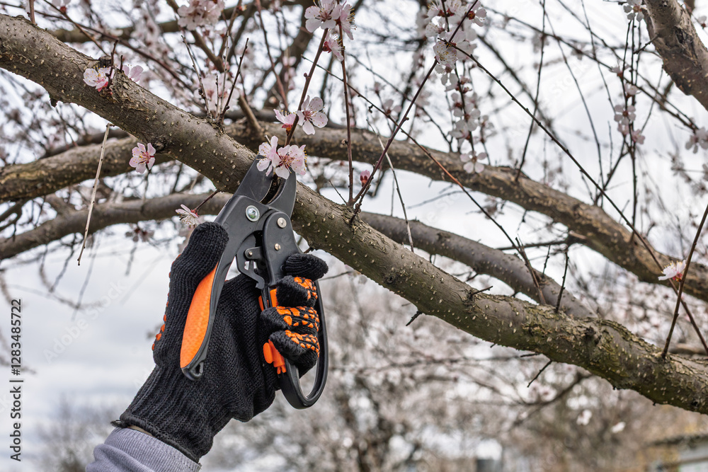 Female gardener with pruner shears the apricot tree. Female gardener with pruner shears the apricot tree.