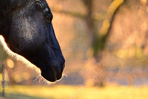 Atemluft. Portrait eines dunklen Pferdes in der Abendsonne mit Atemwölkchen photo