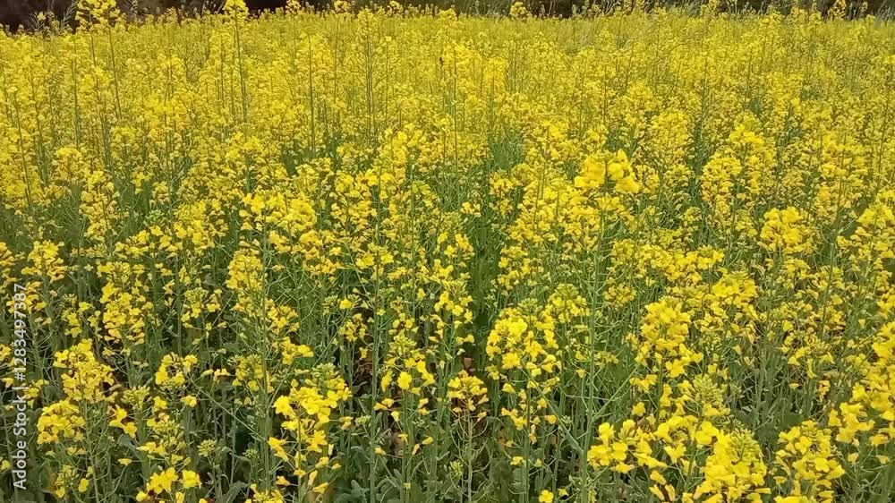brassica campestris crop with flowers or Field mustard garden with yellow flowers 