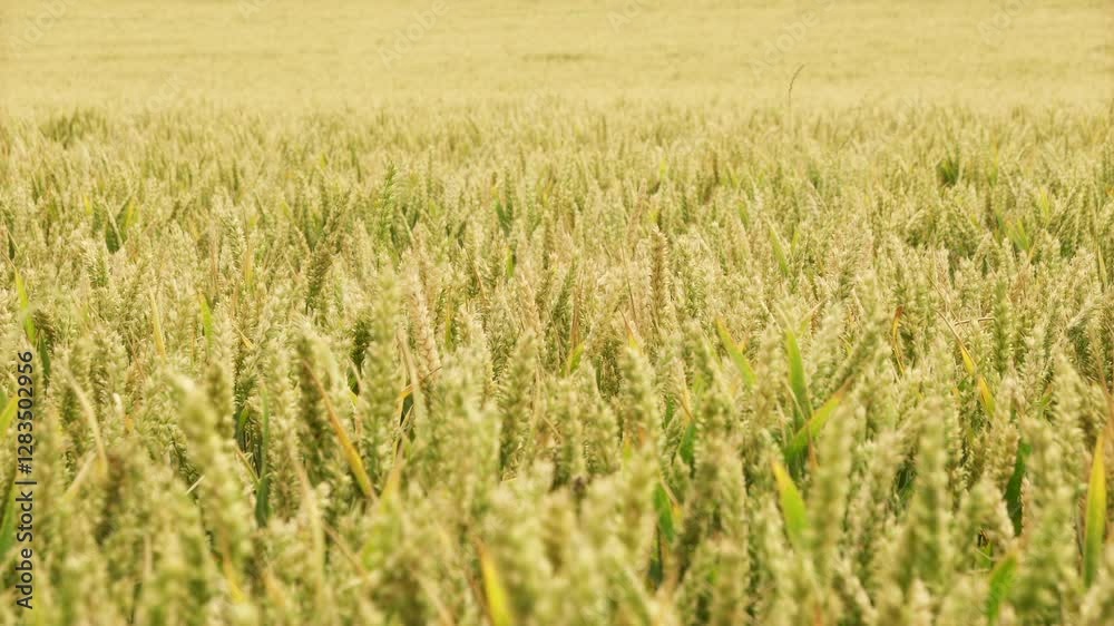 Young green wheat close up gently blowing in the wind stock footage Young green wheat close up gently blowing in the wind stock footage