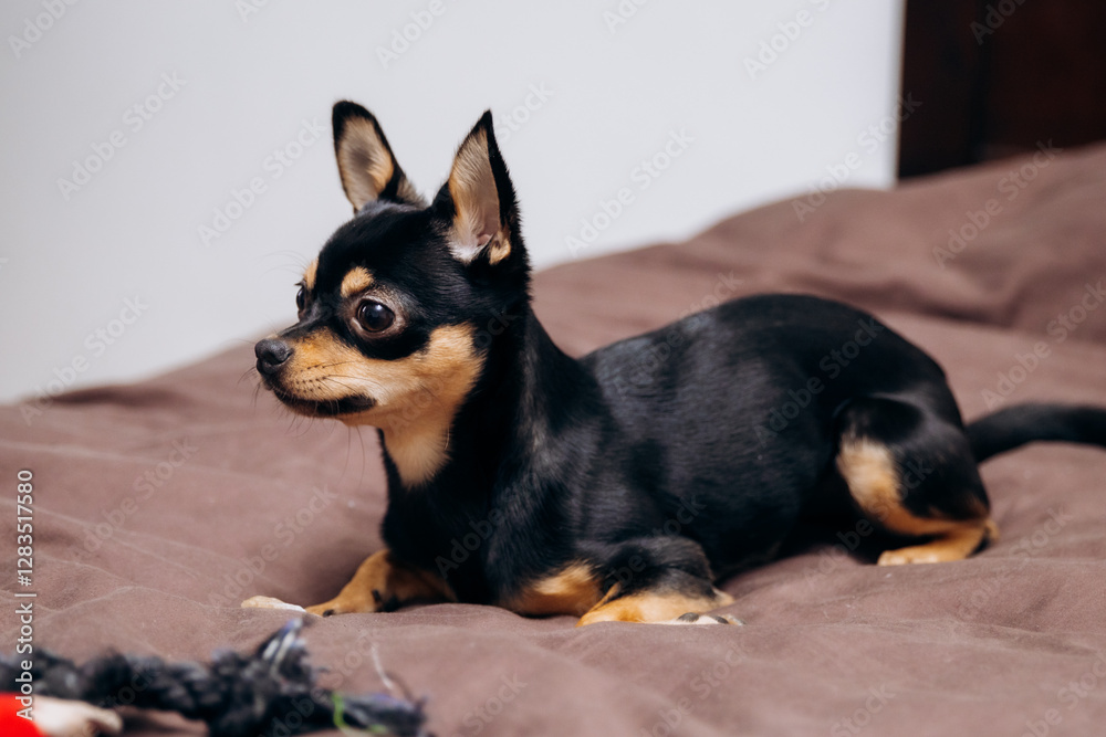 Beautiful dog lying on the couch. Cute chihuahua playing Beautiful dog lying on the couch. Cute chihuahua playing