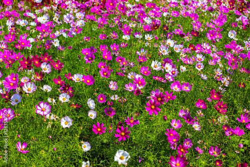 Wallpaper Mural field of pink flowers. In a beautiful garden full of flowers
Cosmos field, beautiful cosmos flowers Torontodigital.ca