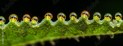 Close-up of raindrops on the edge of an oversized green leaf
