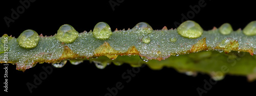 Close-up of raindrops on the edge of an oversized green leaf
