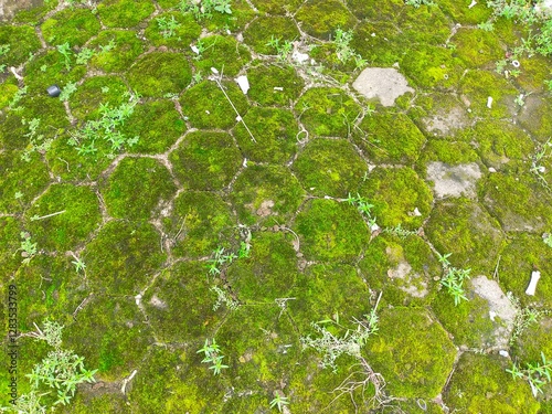 green moss background. Moss on the floor. Moss background on paving block floor.
