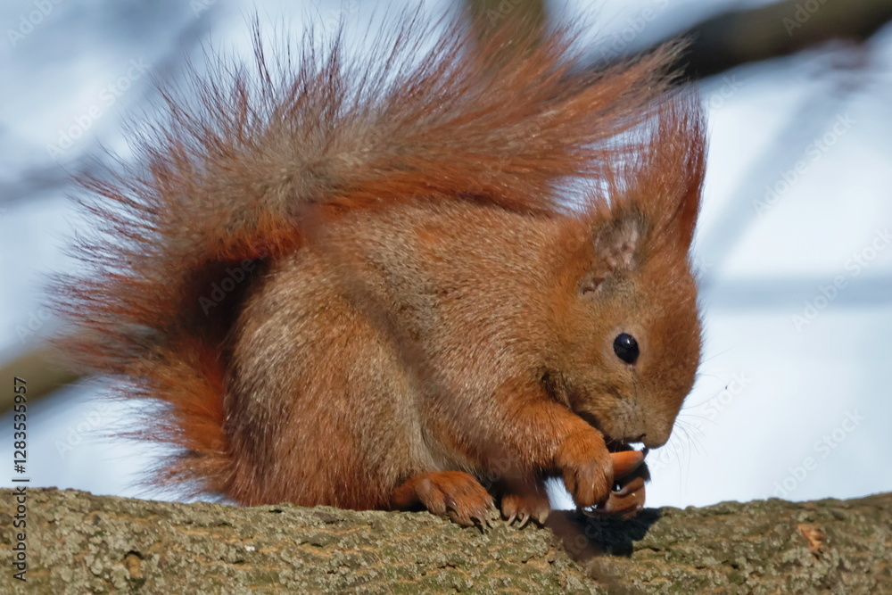 Fototapeta premium red, red, red squirrel