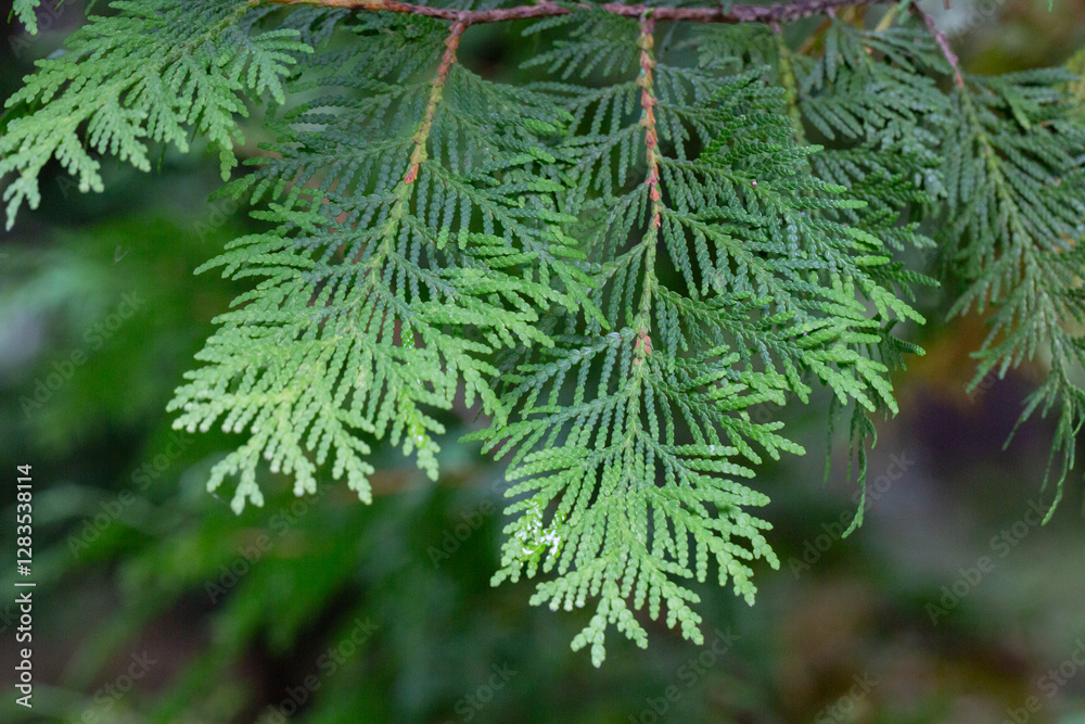 Fototapeta premium Thuja occidentalis close-up. Green thuja tree branches, background.