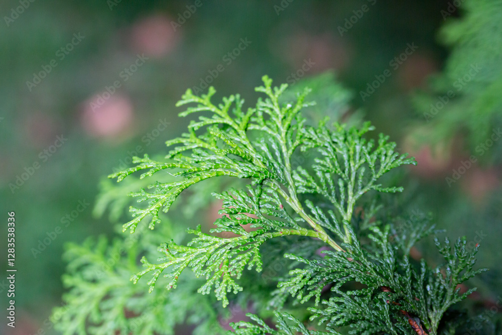 Close-up of the green branches of Chamaecyparis obtusa, selective focus. Close-up of the green branches of Chamaecyparis obtusa, selective focus.