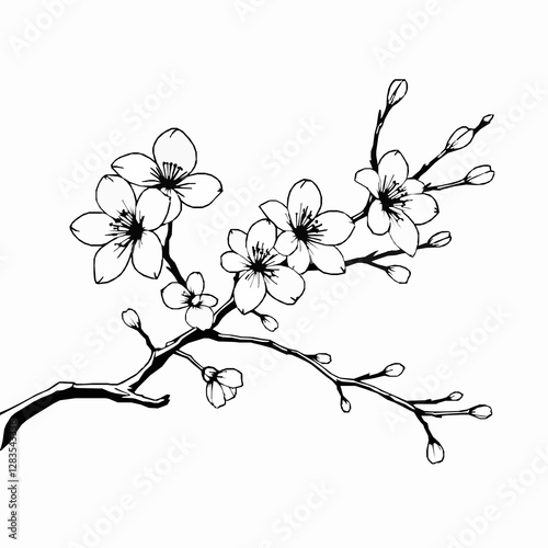 Cherry Blossom Outline Icon, Sakura Flower Vector, Editable Stroke, Black Minimalist Illustration